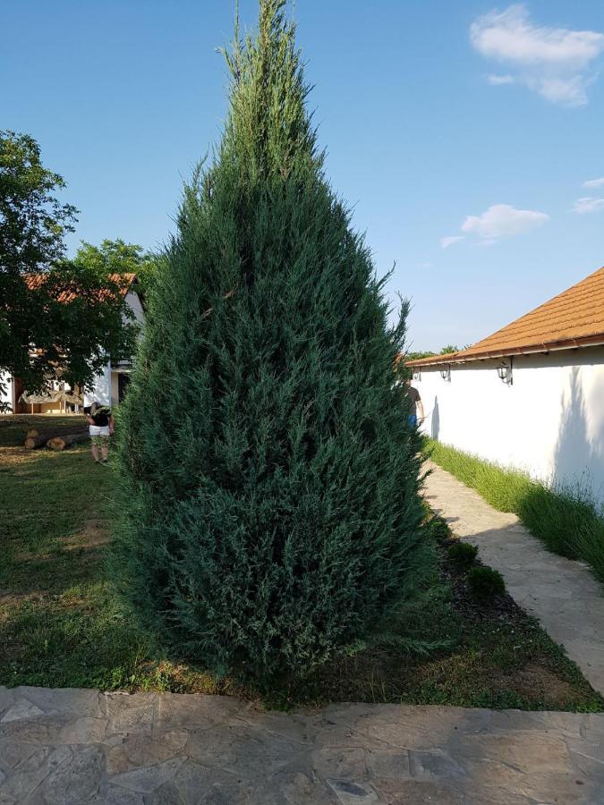 Vikendica Lesic Villa Cortanovci Buitenkant foto